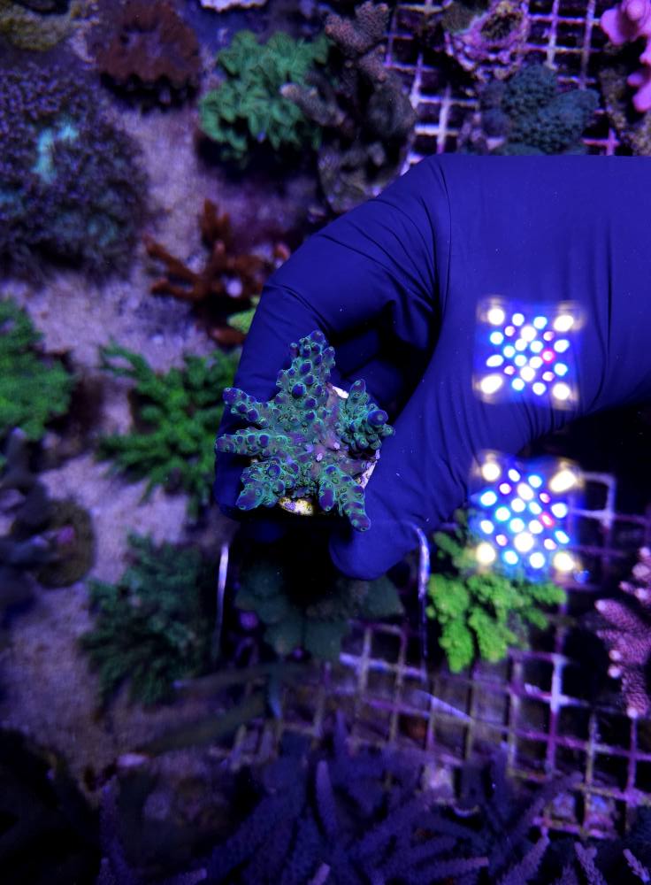 Tengeri korall különlegesség 4. hét