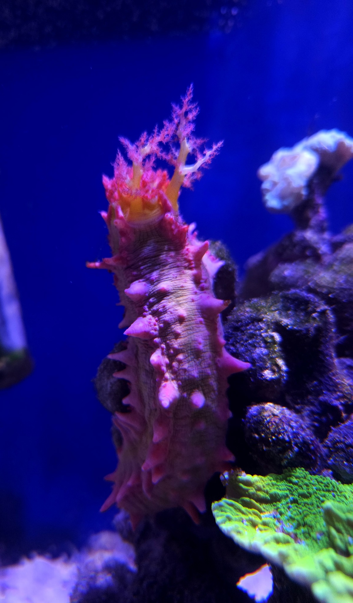 Üdvözlünk a Korallgarázs Blogján!