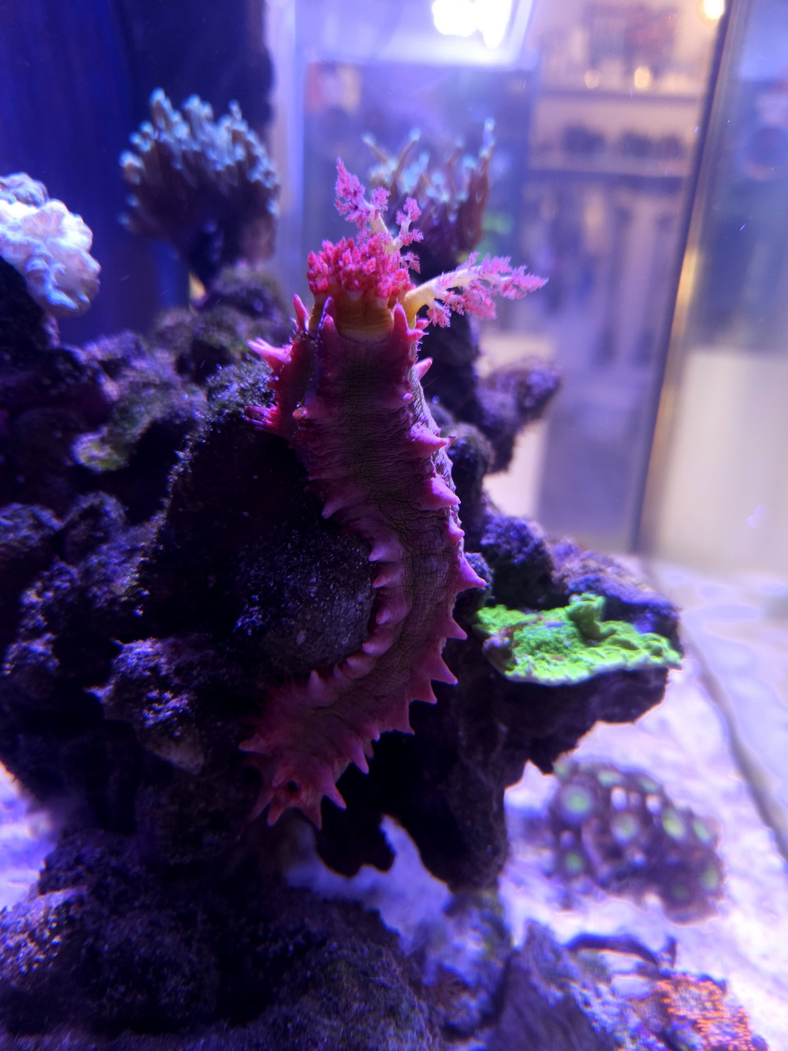 Korallok a Korallgarázsban