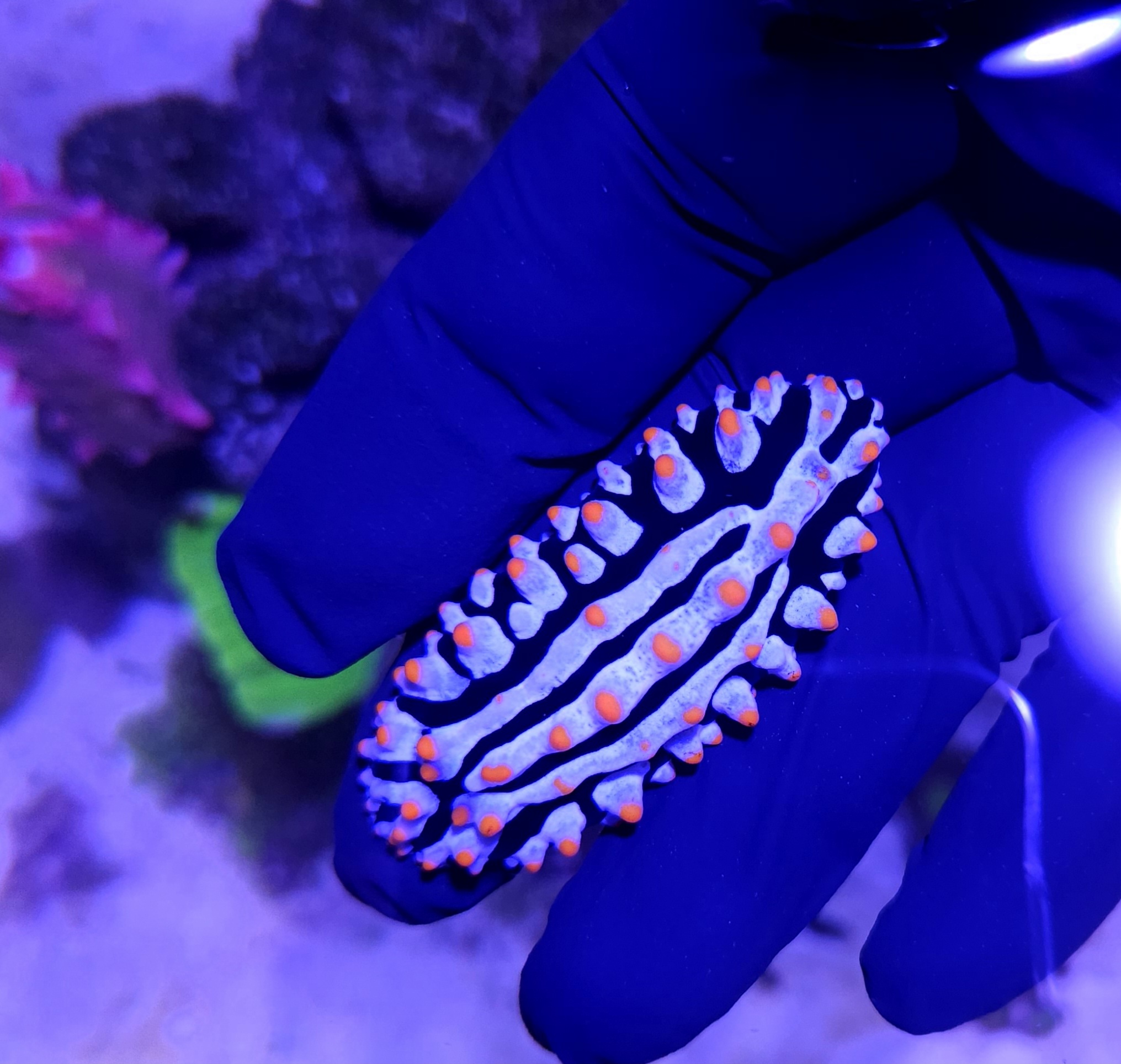 Phyllidia sp. – különlegesség a zátonyodba!