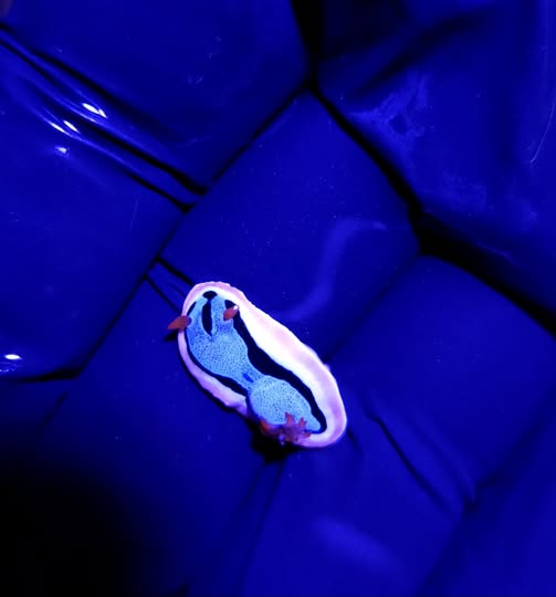 chromodoris-annae-a-tenger-elo-mualkotasa