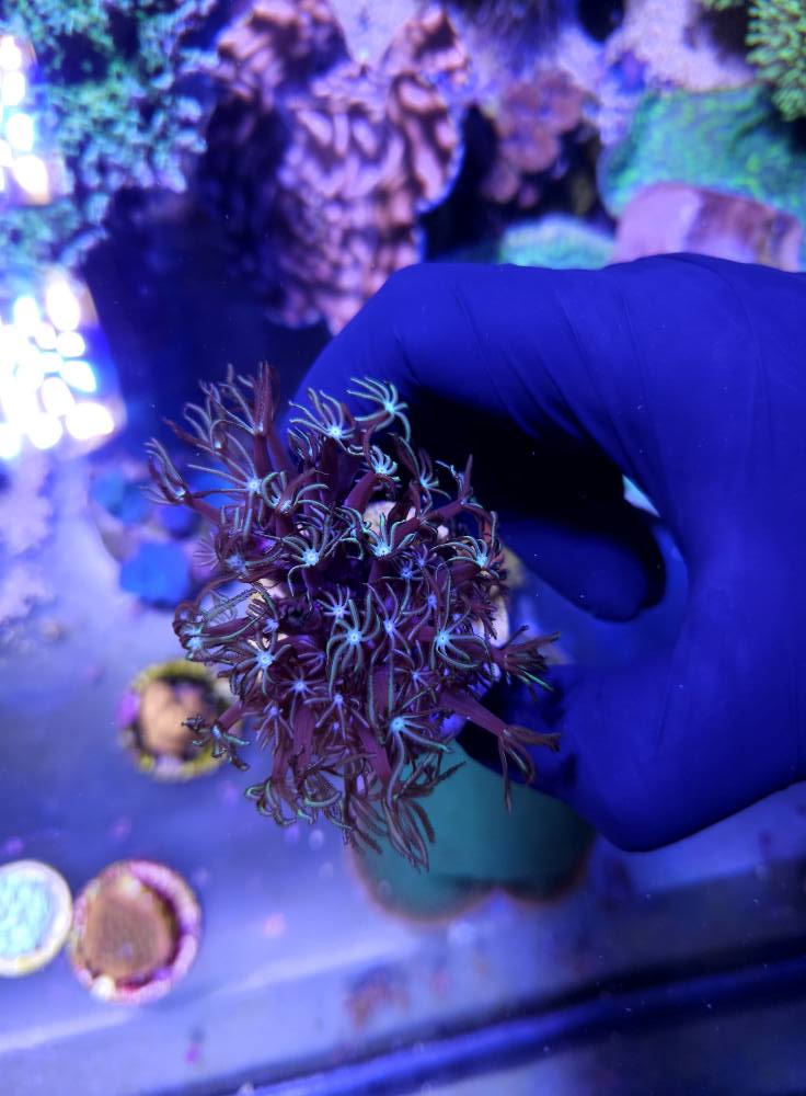 Színpompás tengeri korall december 1. hét 2025