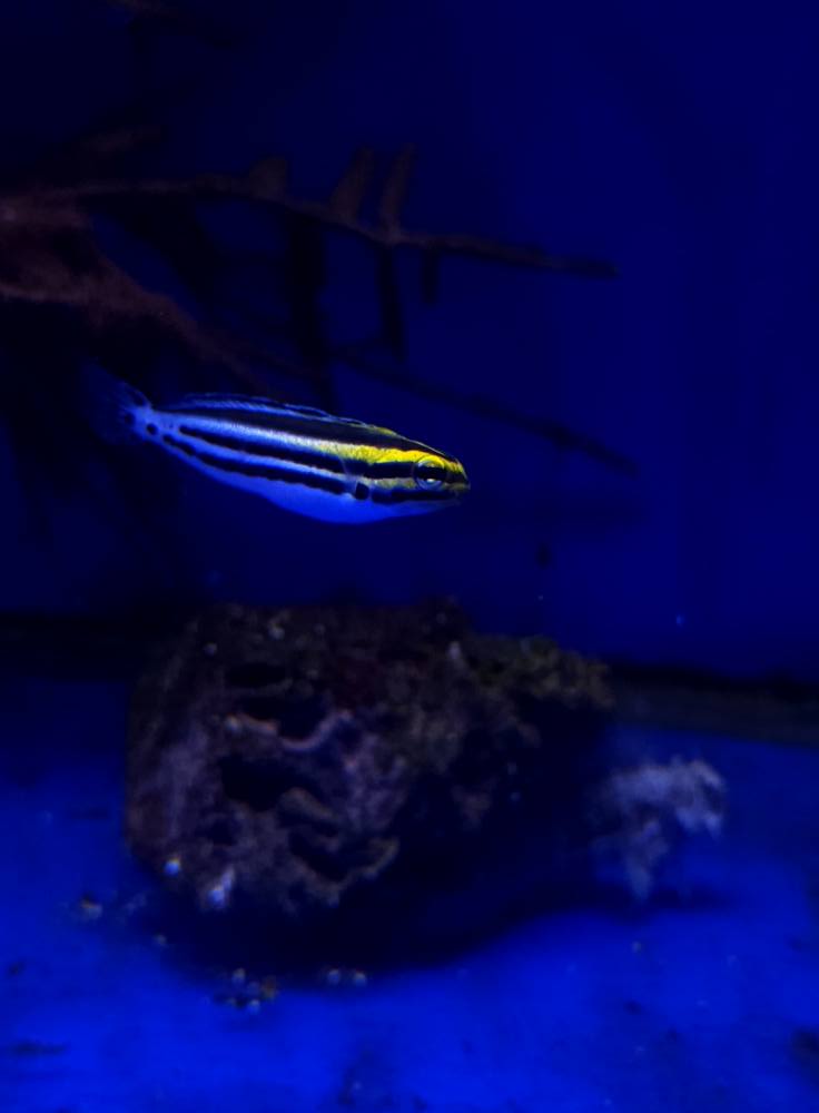 LPS korall friss beszállítás december 1. hét