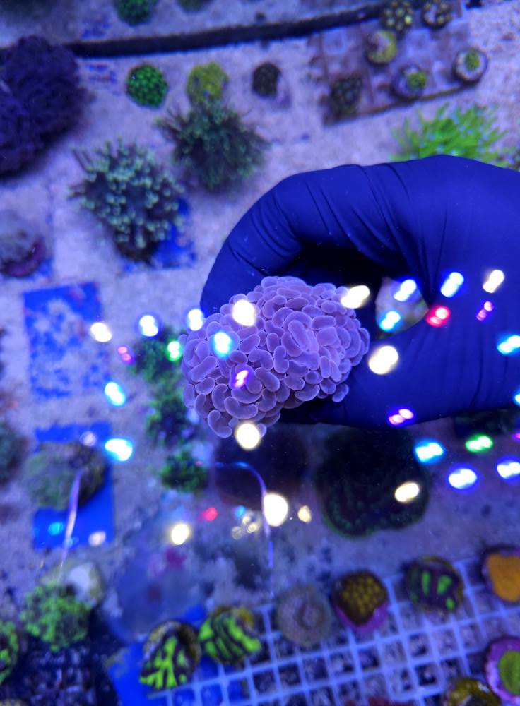 Nagy méretű tengeri korall 1. hét