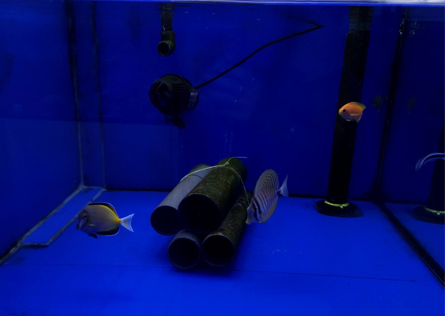 Ritka színű korall december 1. hét