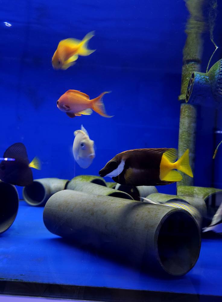 Kék tengeri hal friss érkezés 1. hét