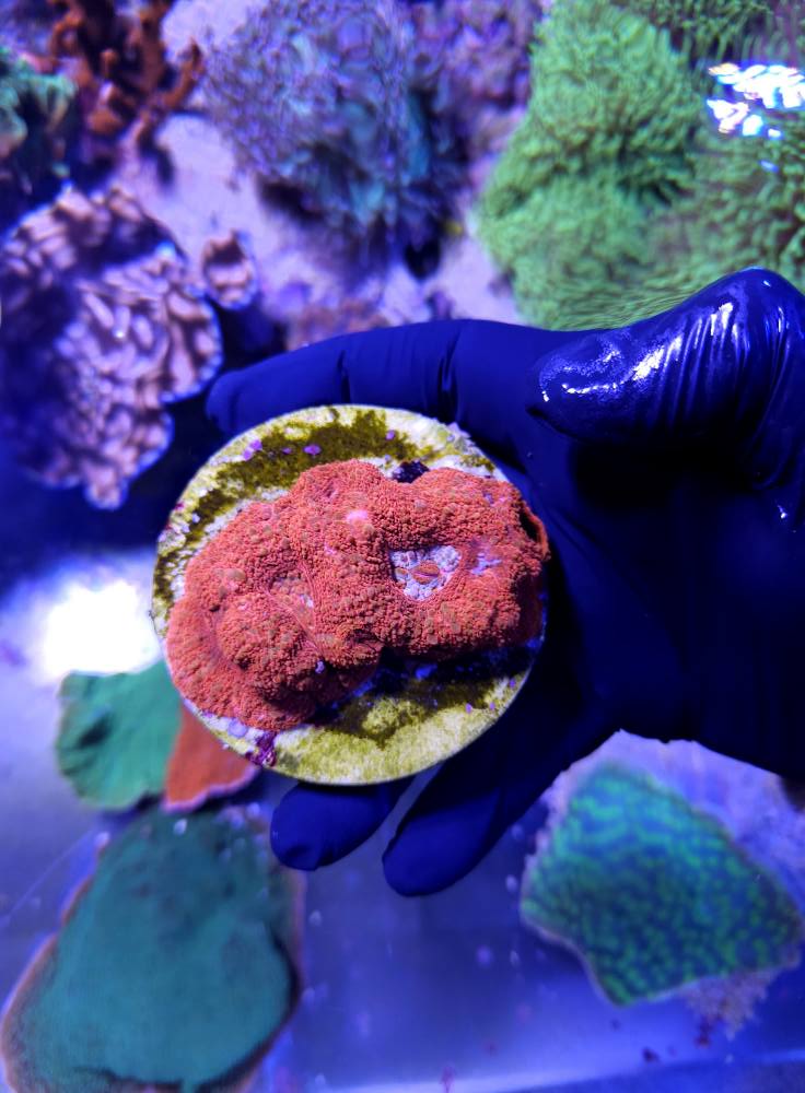 Sárga-fekete csíkos hal 1. hét