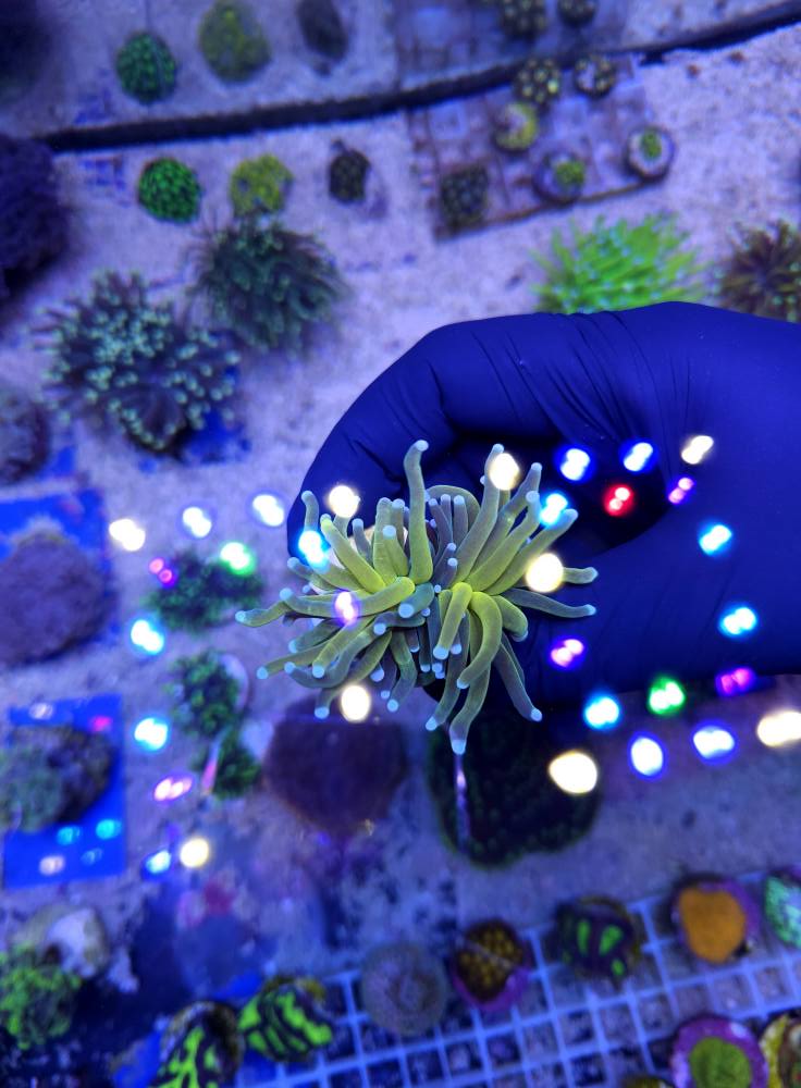 Lila-rózsaszín korall december 1. hét