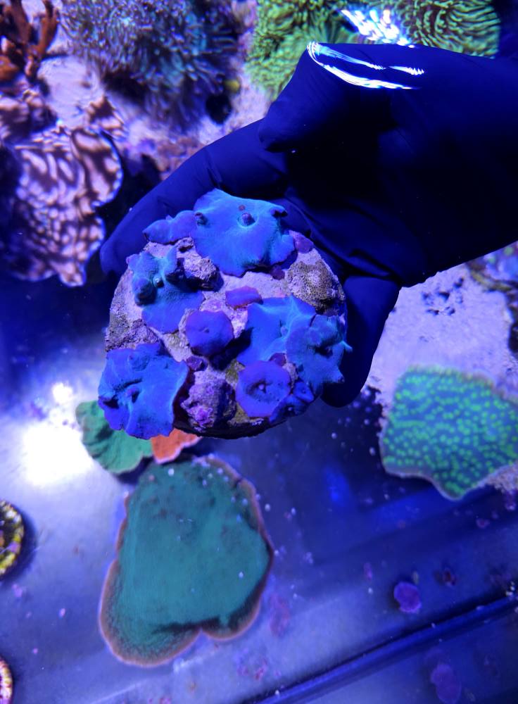 Tengeri neon színű korall érkezett 1. hét