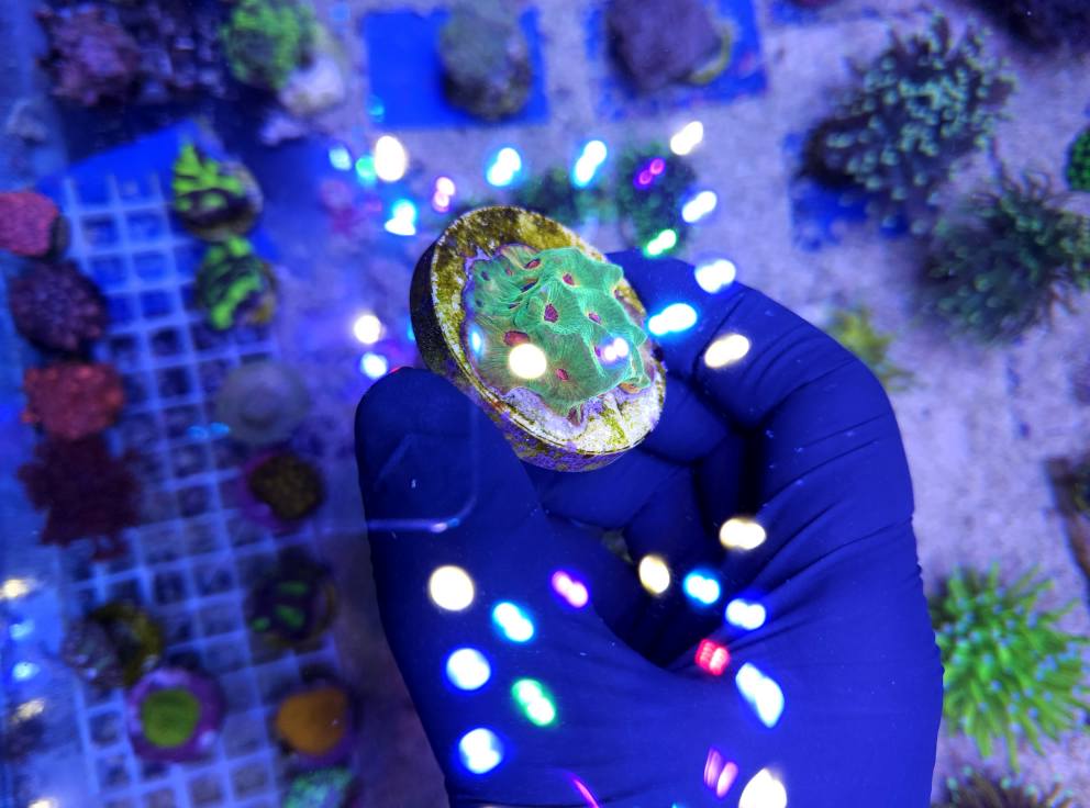 Zöld LPS korall 1. heti szállítmány