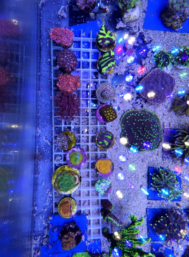 Narancssárga tengeri hal érkezés 1. hét