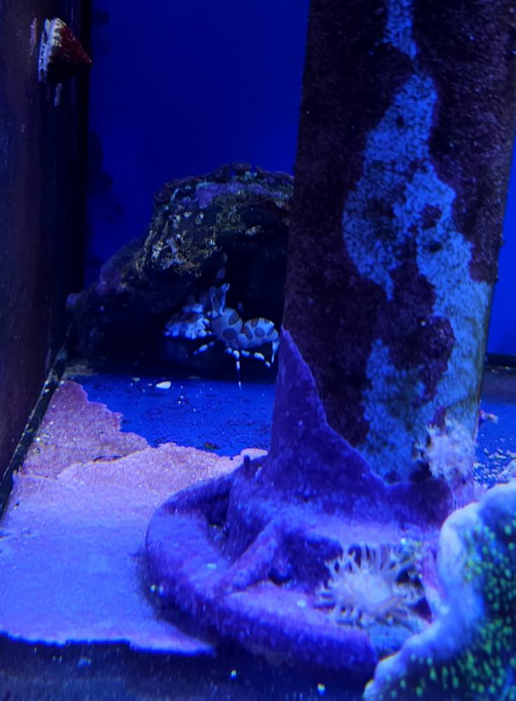 Különleges mintázatú korall december 1. hét