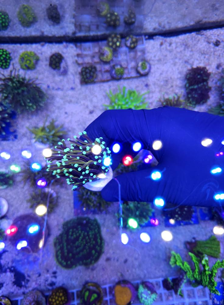 Piros-fehér tengeri hal friss 1. hét