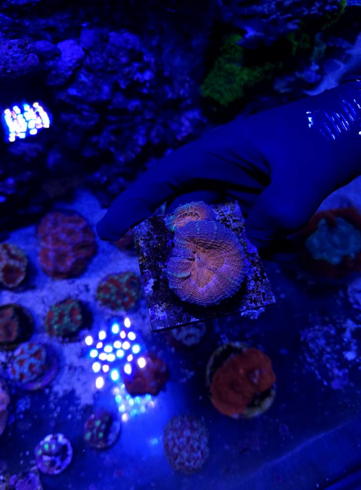 Nagy SPS korall telep 1. hét