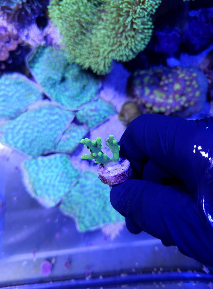 Kicsi színes halak december érkezés 1. hét