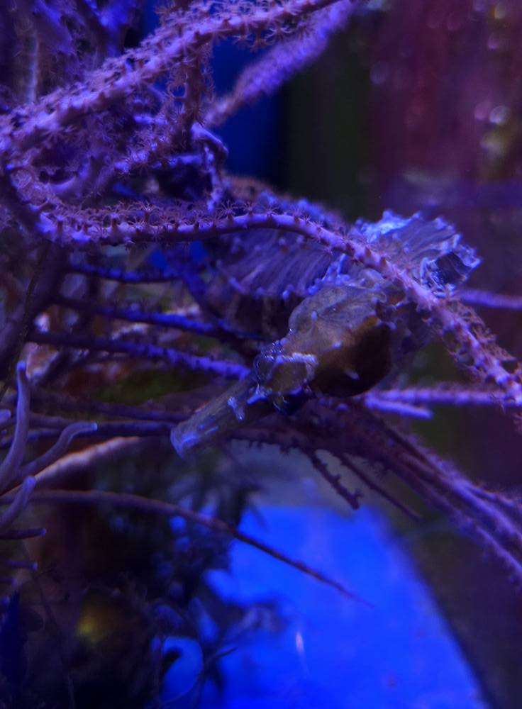 Vibráló színű korall 1. hét 2025