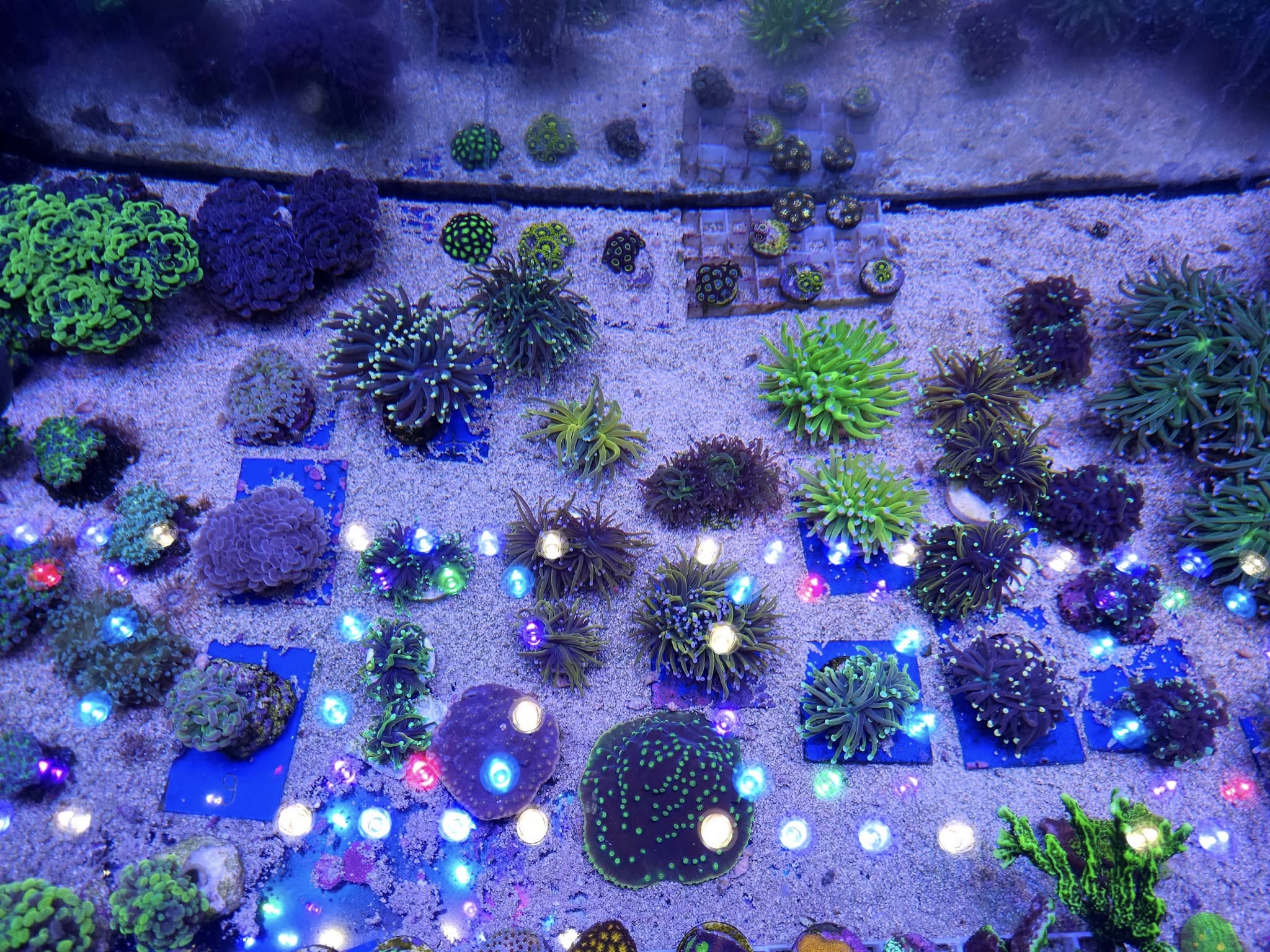 Csíkos bohóchal friss szállítmány 1. hét