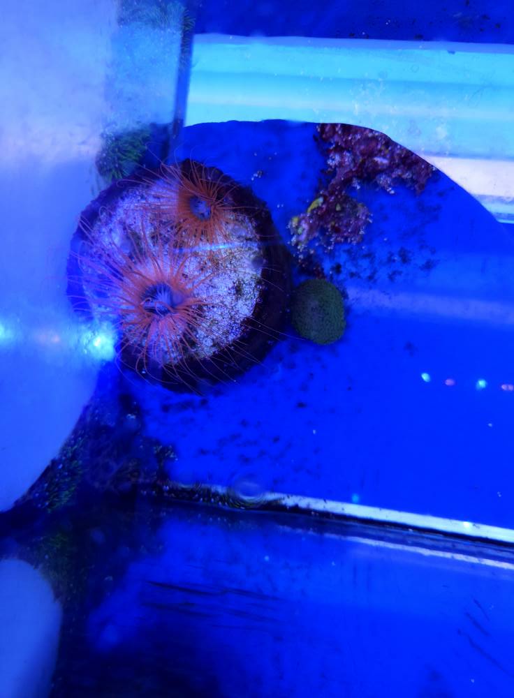 Élénk színű LPS korall 1. hét