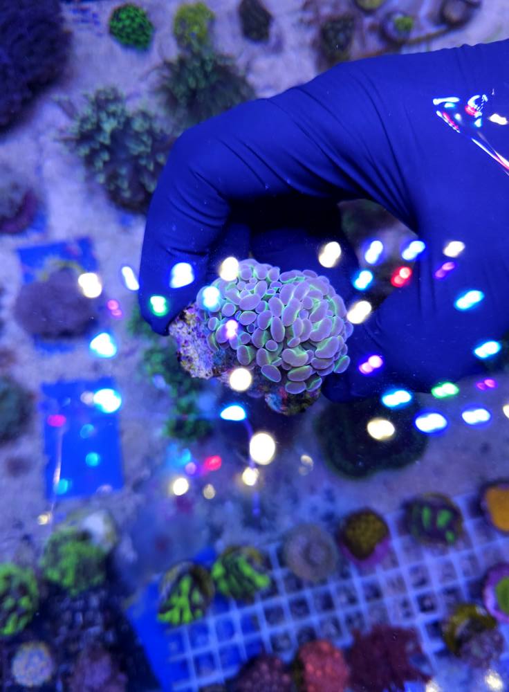 Tengeri sárga hal december érkezés 1. hét