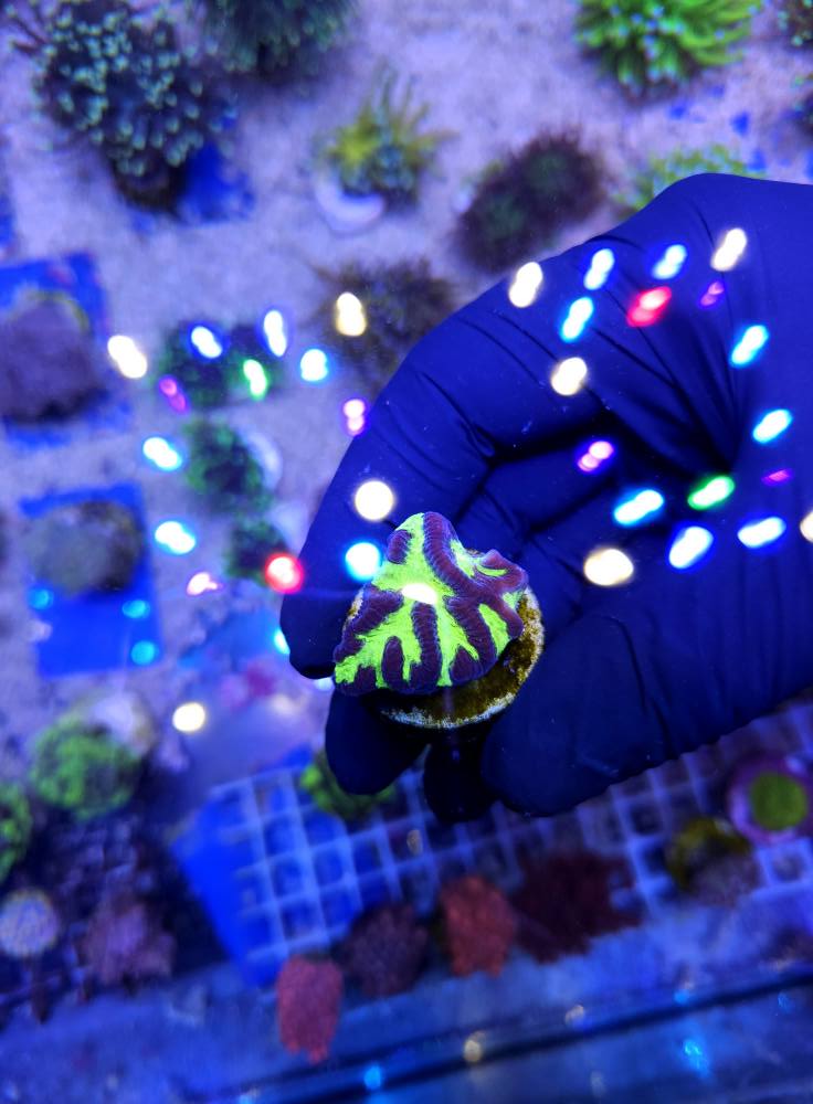 Egzotikus tengeri hal 1. hét 2025