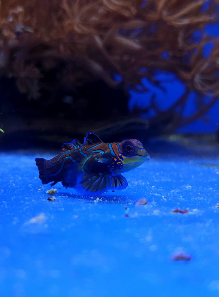 Zöld-sárga korall friss 1. hét