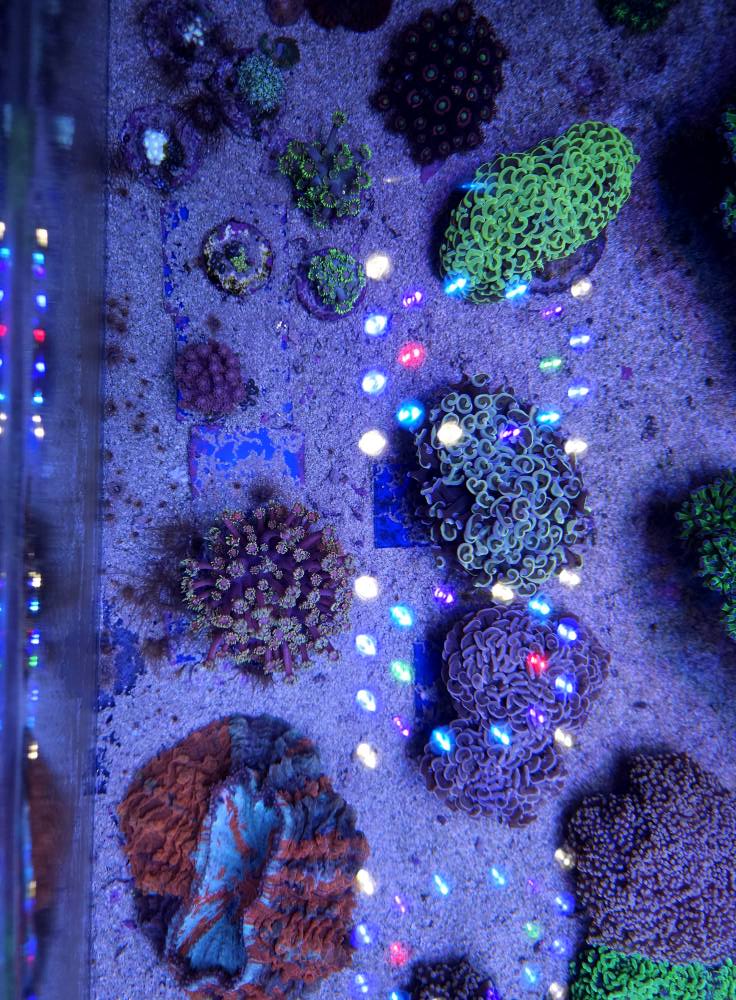 Piroscsíkos trópusi hal december 1. hét