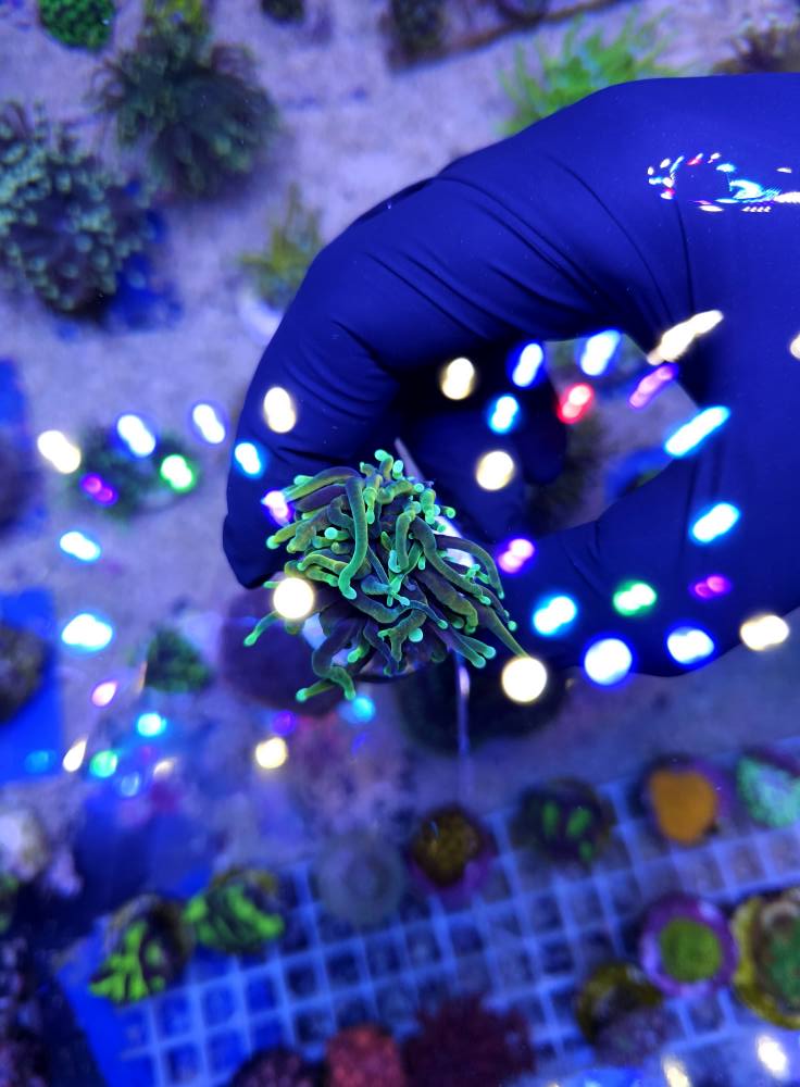 Nagy méretű tengeri anemóna 1. hét