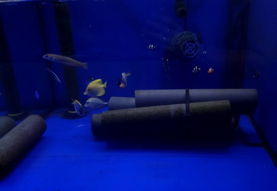 Fluoreszkáló korall december érkezés 1. hét