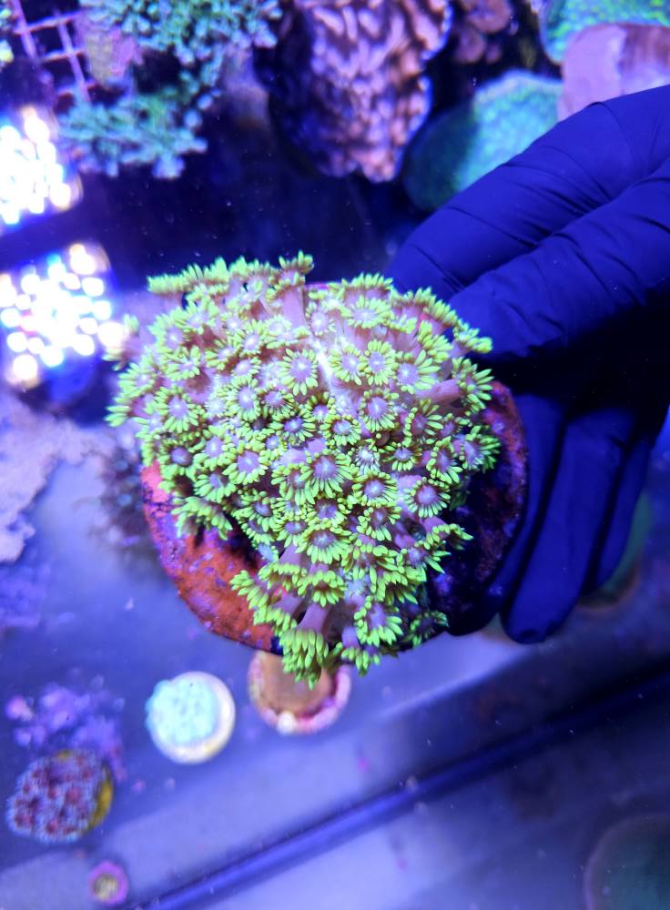 Tengeri hal vegyes fajták 1. hét