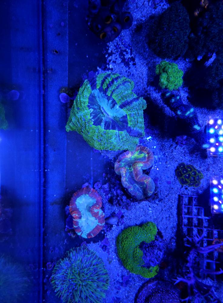 Kék-narancssárga korall friss 1. hét