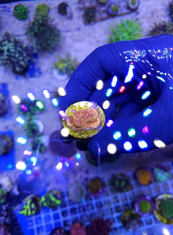 Színpompás tengeri hal december 1. hét