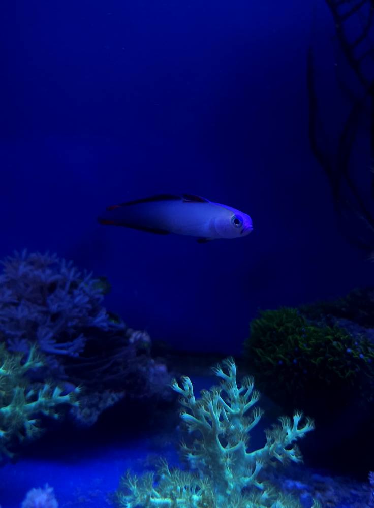 Lila-zöld LPS korall érkezett 1. hét