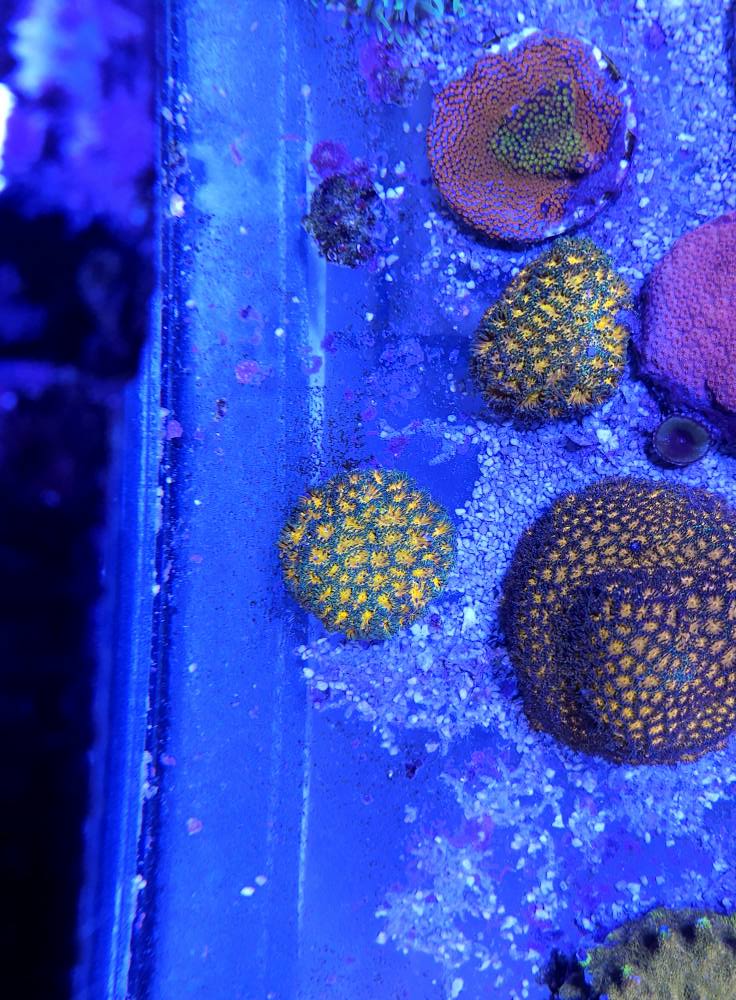 Egyedi tengeri hal 1. hét 2025