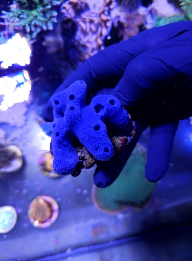 Tengeri korall kolónia december 1. hét