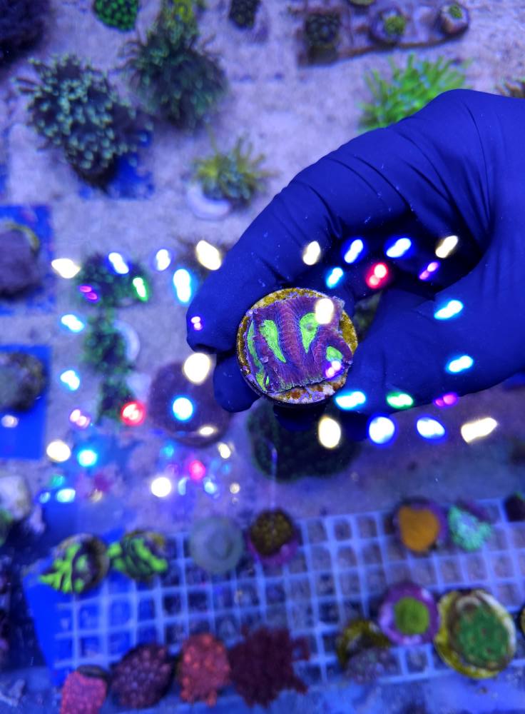 Sárga-kék csíkos hal friss érkezés 1. hét