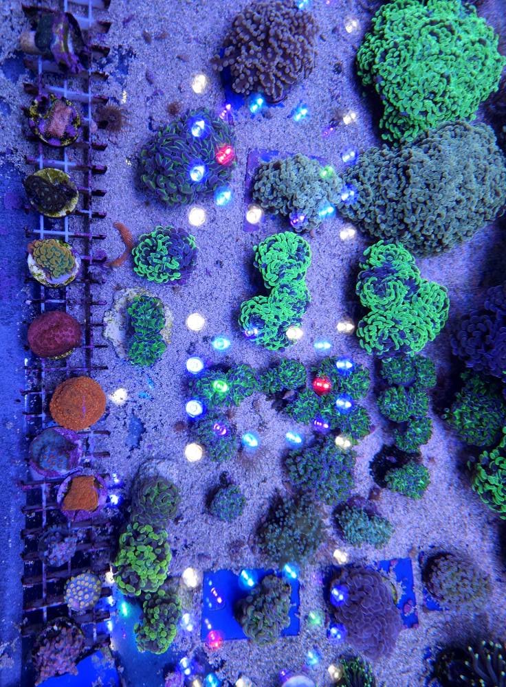 Tengeri állatok 1. heti szállítmány