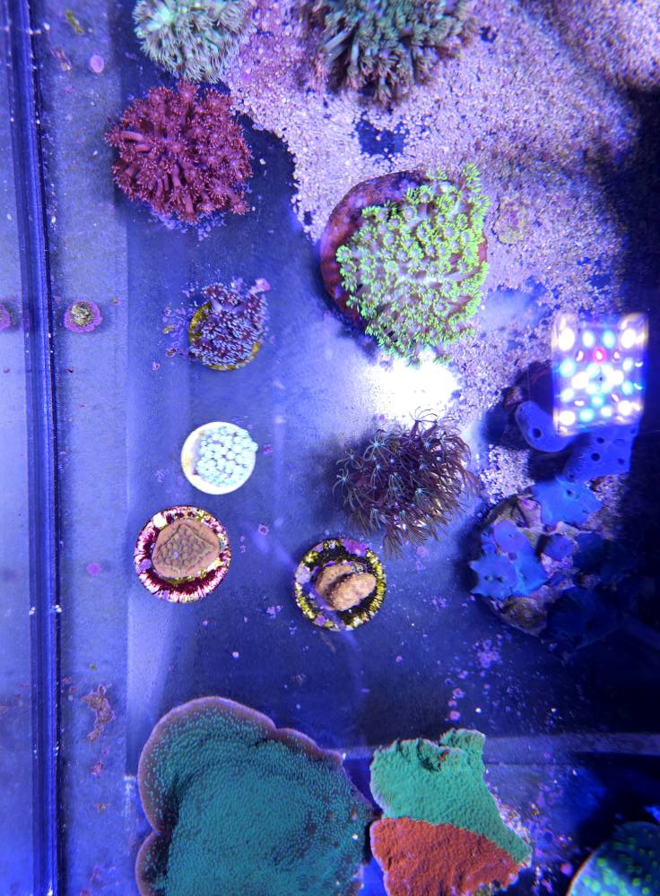 Színes korall telep december 1. hét