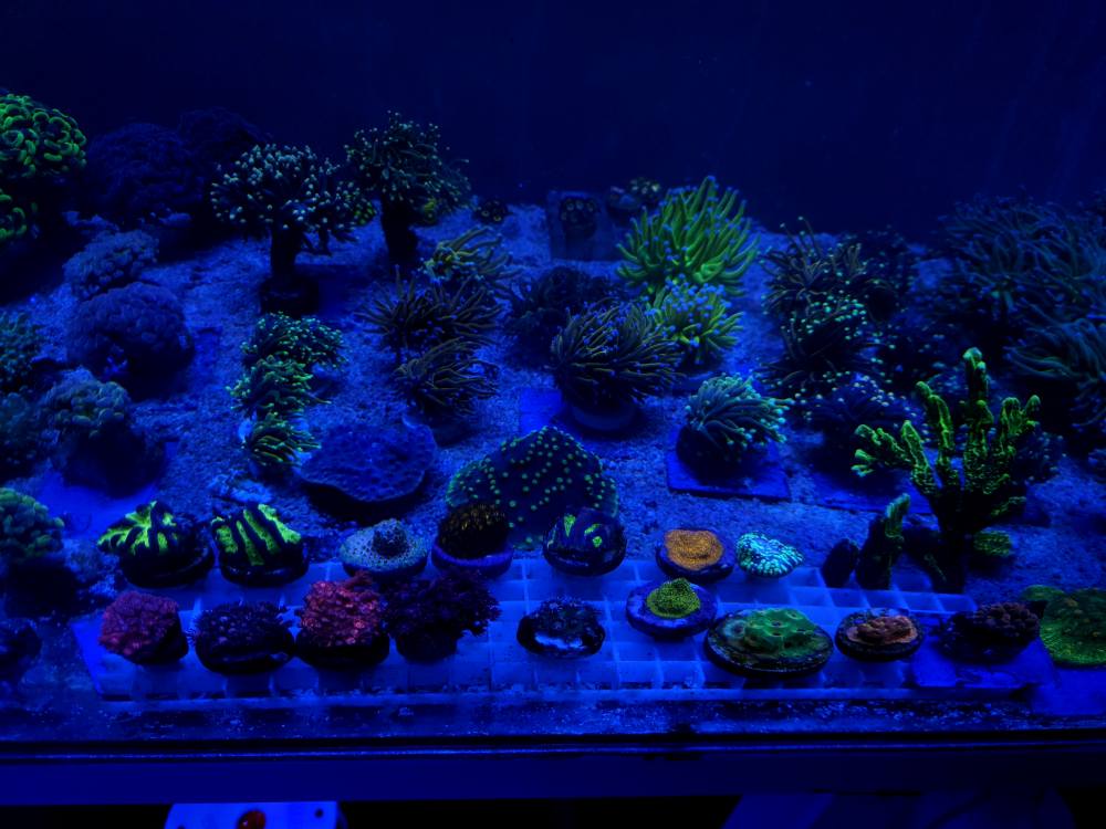 Lila-sárga korall 1. hét