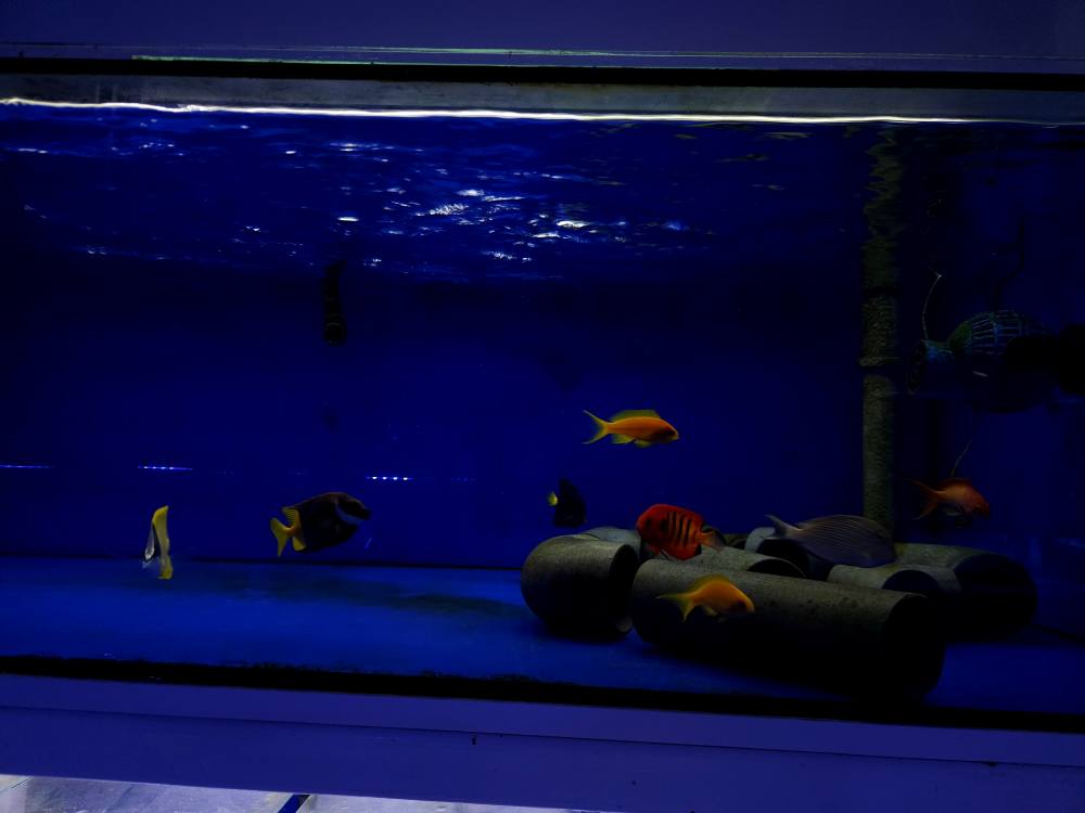 Narancs korall december 1. hét