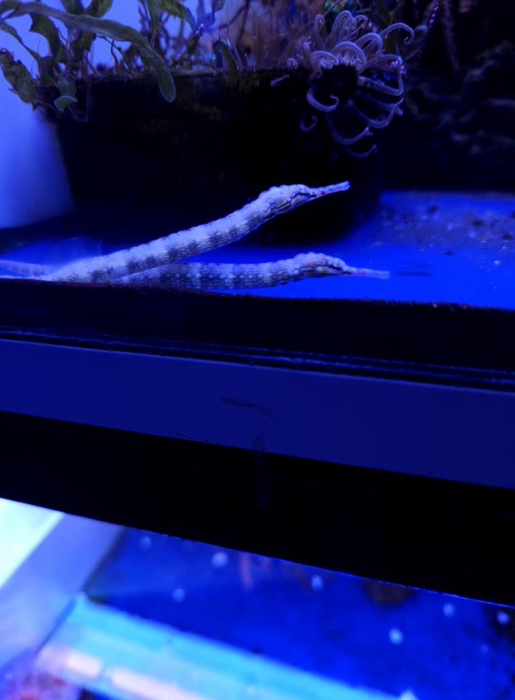 Kék hal friss beszállítás 1. hét