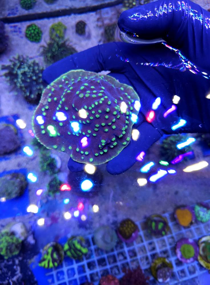 Különleges korall december 1. hét