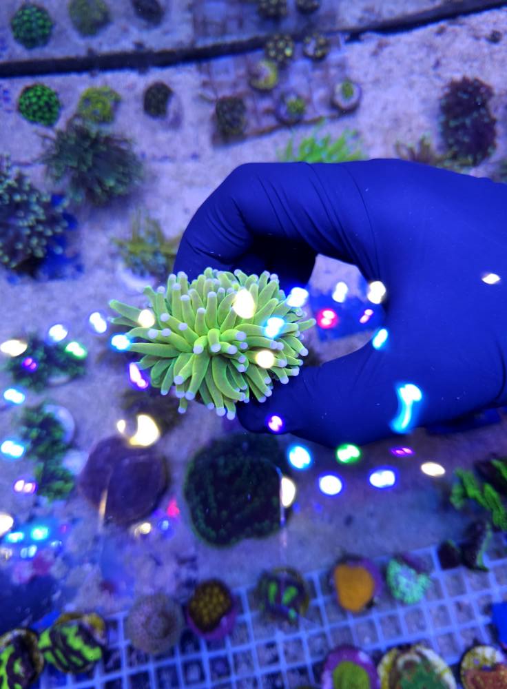 Fajta tengeri korall 1. hét 2025