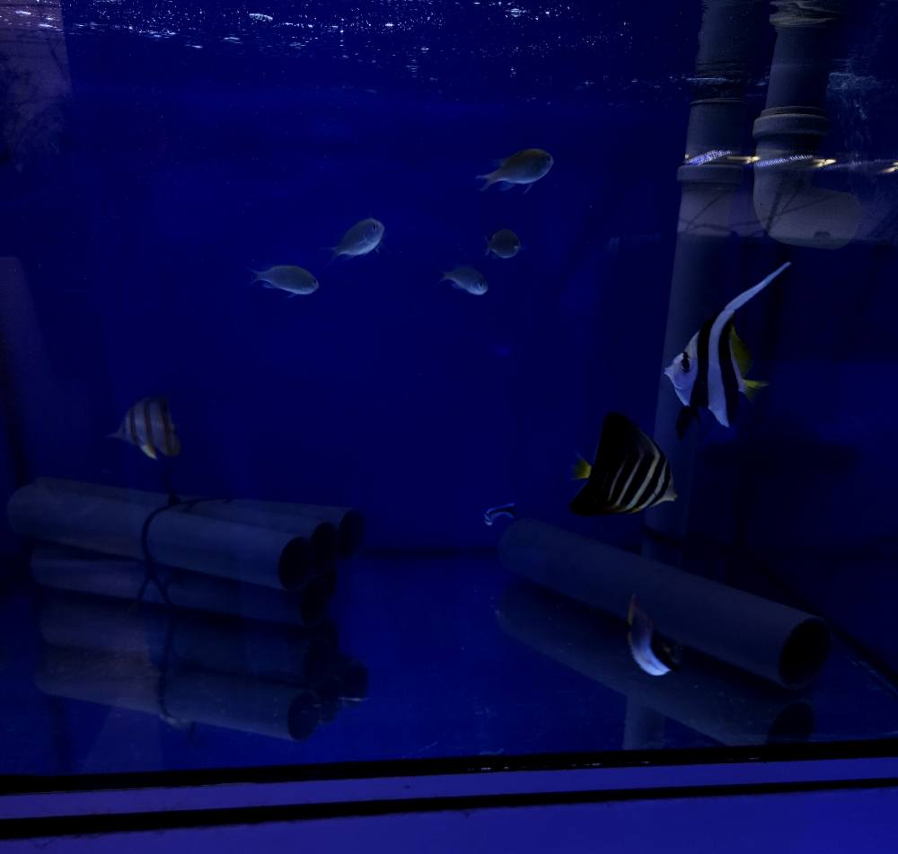 Újonnan érkezett hal december 1. hét