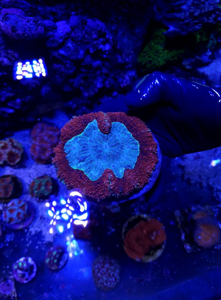 Tengeri korall különlegesség 1. hét