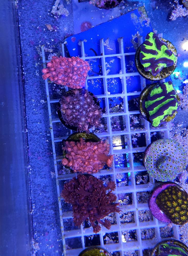 Gyönyörű korall december 1. hét