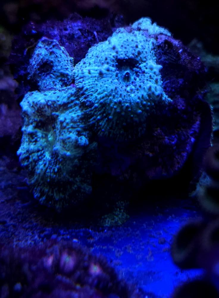 Ritka tengeri hal 1. hét 2025