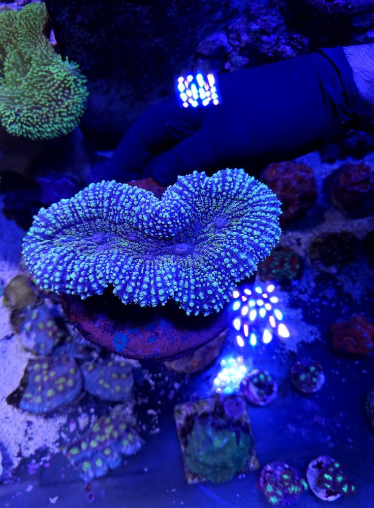 Exotikus hal friss 1. hét