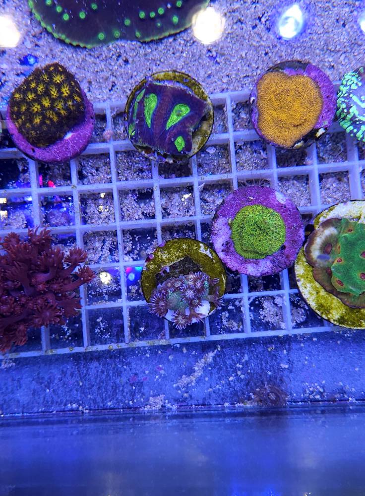 LPS korall december 1. hét 2025