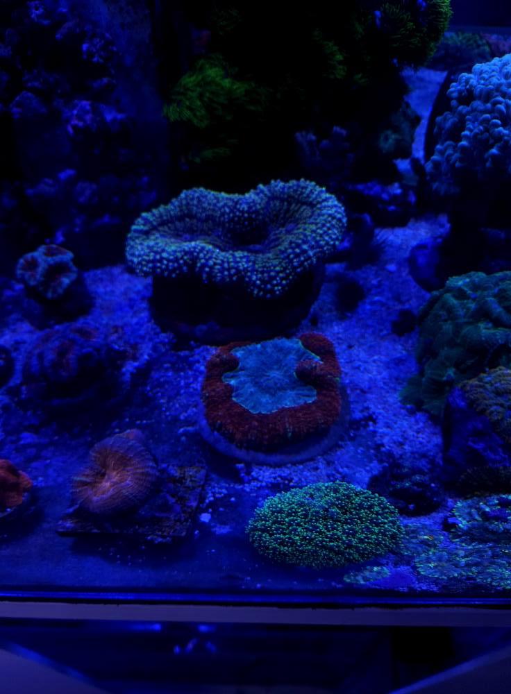 Tengeri hal új érkezés 1. hét