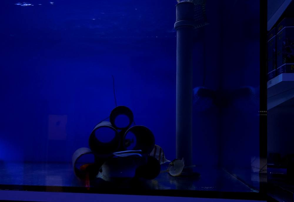 Korall kolónia december 1. hét